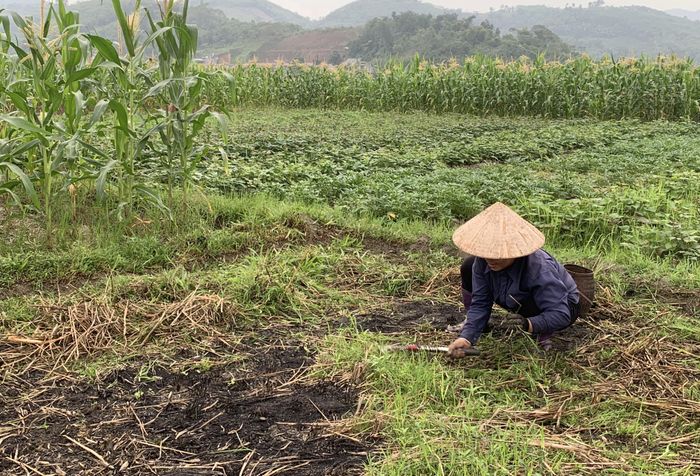 Nông dân thôn Chiềng 2 làm đất trồng rau, màu.