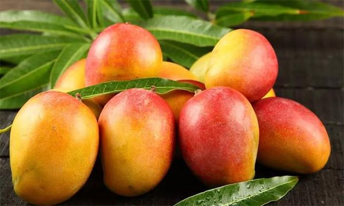 Trong năm qua, Pam ăn hơn 1.000 quả xoài. Ảnh minh họa: Thehansindia