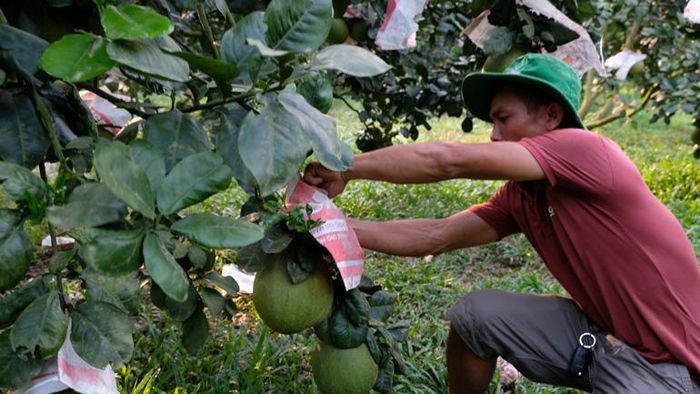 Người dân xã Đạ Lây chăm sóc bưởi – một trong những cây trồng được chuyển đổi trong thời gian gần đây, mang lại hiệu quả kinh tế cao