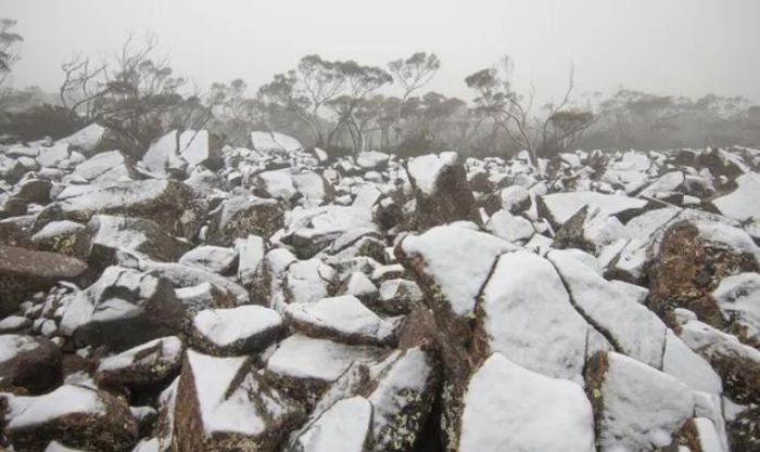 Tuyết rơi trên Núi Wellington gần Hobart, Tasmania, vào Thứ Năm. (Ảnh: Theguardian)