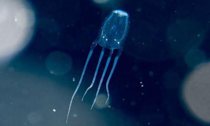 Theo Livescience, có nhiều loài sứa vô hại, song lại có những loài có thể gây chết người chỉ trong vài phút. (Nguồn: Planeta Biologia)