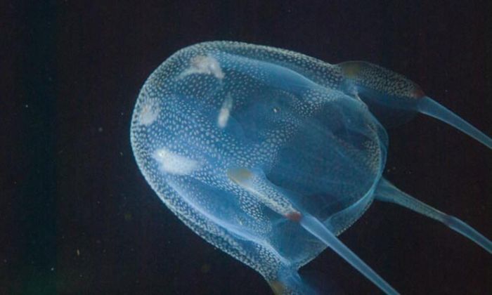 Theo Allen Collins, một nhà nghiên cứu tại Cơ quan Khí quyển và Hải dương quốc gia Mỹ (NOAA): "Biết rõ những loại sứa hộp nào có họ hàng với nhau sẽ rất hữu ích trong việc dự đoán về những loại còn chưa được biết tới nhiều. Một chất kháng được độc loài này cũng có thể kháng được độc loài khác". (Nguồn: Todoservivo)