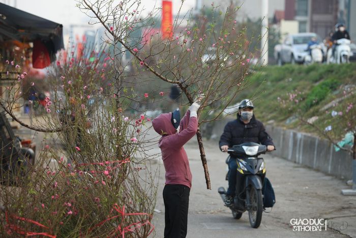Tại chợ hoa, hàng phần lớn bán đào phai, đào bích, đào mini… nhưng giá khá cao.