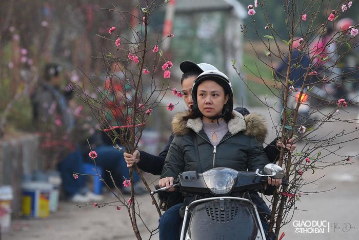 Nhiều người dân lựa chọn hoa đào để chơi vào dịp Tết Dương lịch sắp tới.