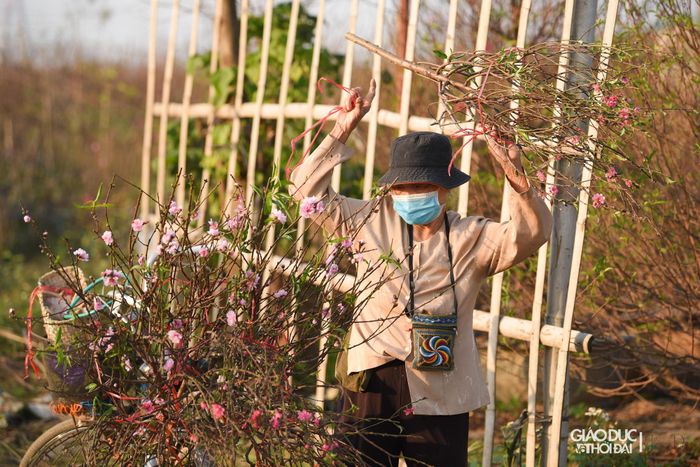 Nhiều chủ vườn đào thời gian này đã đi cắt những cành đào để mang ra chợ bán.