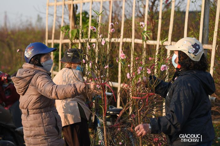 Đây là những cành đào được tuốt lá sớm, để cho ra hoa sớm hơn phục vụ người dân chơi hoa đào vào dịp Tết Dương lịch hay rằm tháng chạp.
