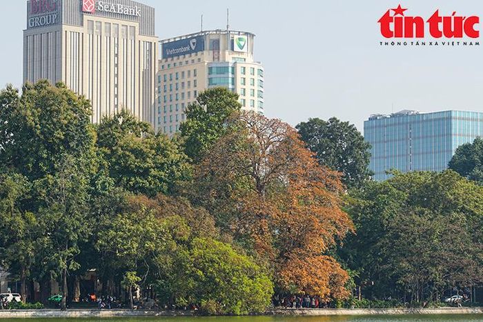 Góc hồ có cây mõ chuyển màu lá thu hút nhiều người dân Hà Nội và khách tham quan tới thưởng lãm.