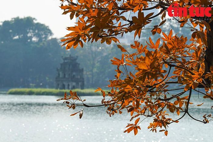 Những tán lá đồng loạt chuyển sang màu vàng cam.
