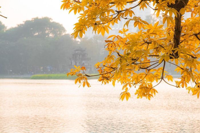 Thời điểm đẹp nhất để chụp ảnh là khi ánh mặt trời lên cao và chiều hoàng hôn, chiếu rọi vào từng chiếc lá.