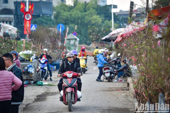 Người dân Thủ đô đã bắt đầu đi mua đào sớm tại chợ hoa Quảng An.