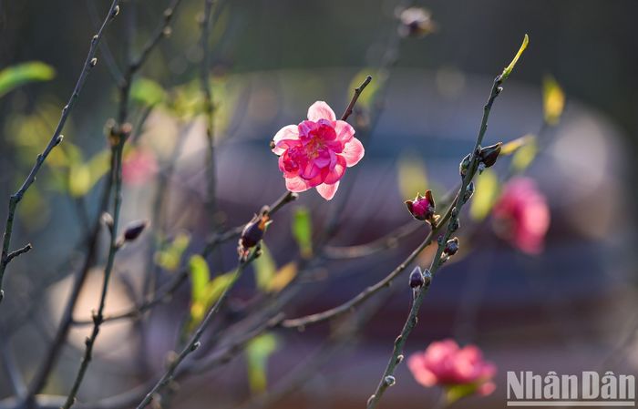 Sắc đỏ hoa đào mang không khí Tết đến gần.