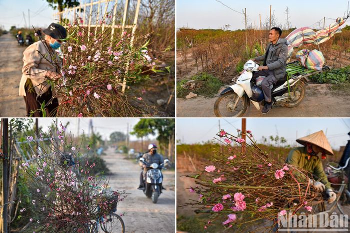 Nhiều chủ vườn đào thời gian này đã đi cắt những cành đào để mang ra chợ bán.
