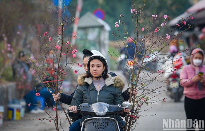 Nhiều người dân lựa chọn hoa đào để chơi vào dịp Tết Dương lịch sắp tới.