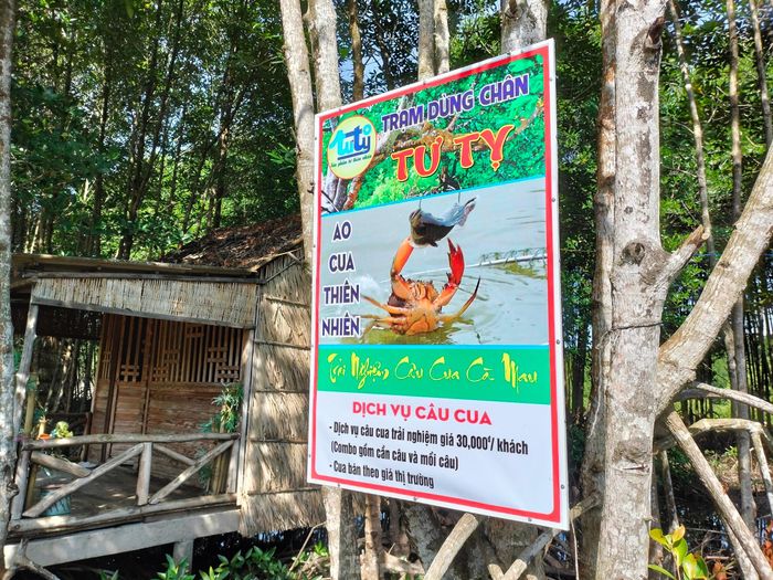 Ở những vuông tôm (ao nuôi tôm) ở Cà Mau, người dân thả cho cua sống tự nhiên. Du khách đừng bỏ lỡ trải nghiệm bắt cua bằng cách câu cua... ở các vuông tôm này. 