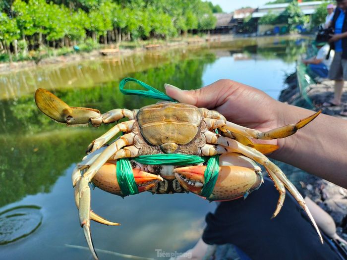 Cua đem lên bờ vuông cần được kiểm tra bằng cách bóp vào phần vỏ bụng. Con nào bóp vào nghe cảm giác cứng là bắt; những con cua thân còn mềm thì thả lại. 