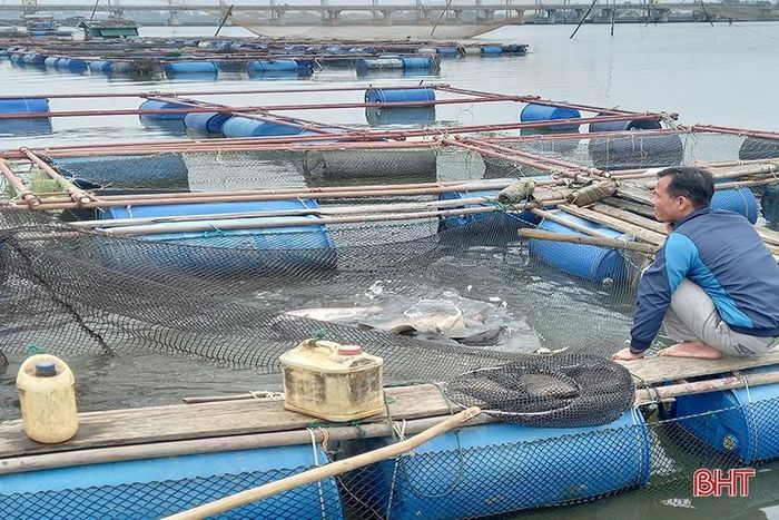 Anh Nguyễn Văn Chắt nuôi 8 ô lồng, bình quân mỗi năm lãi 450 triệu đồng.