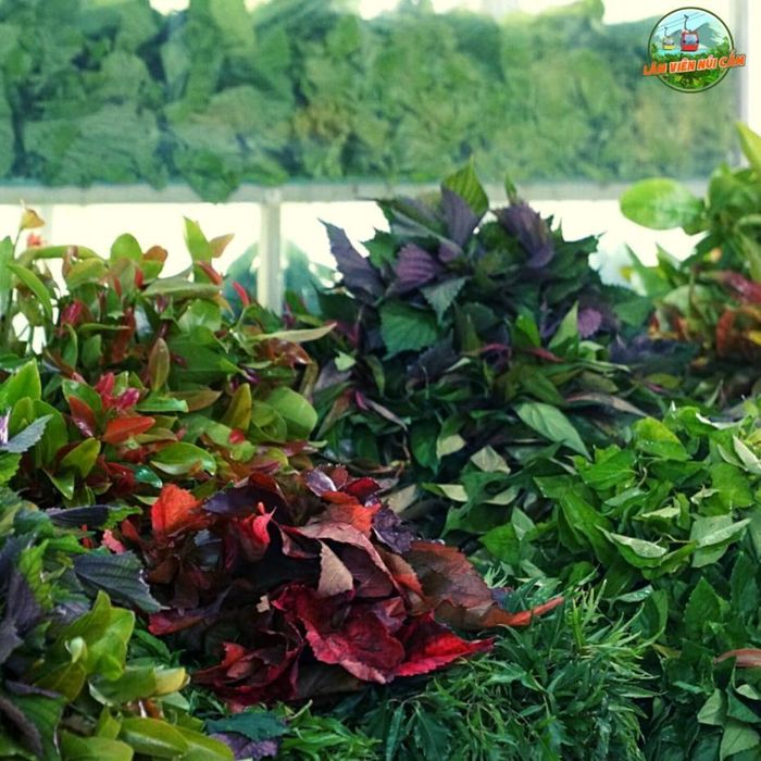 Quầy rau rừng tự chọn - tươi xanh