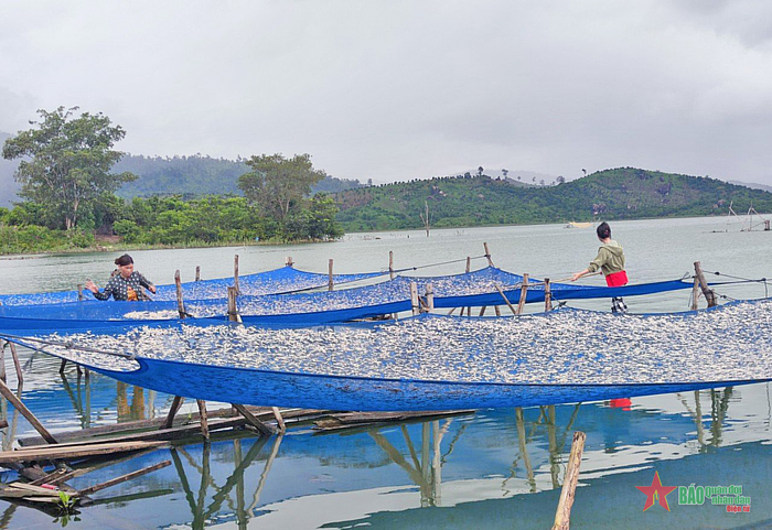 Cá được phơi trên lòng hồ. 