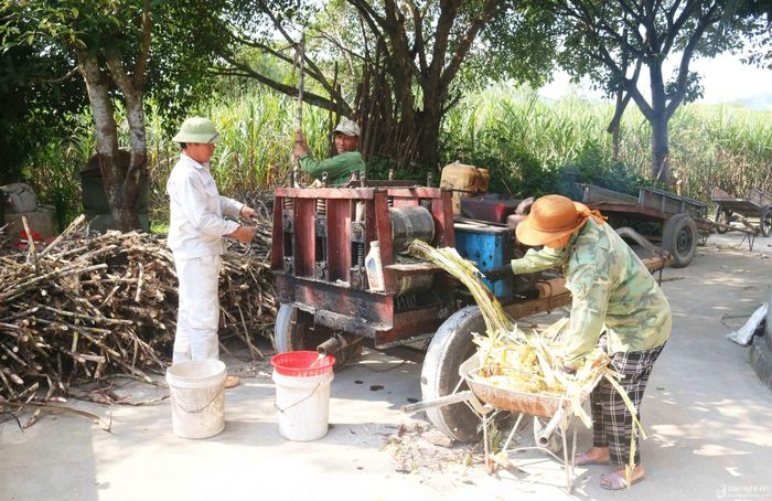 Số hộ trồng mía và diện tích mía ở xã Giang Sơn Đông năm nay giảm nhiều. Ngoài ruộng, không còn những đồng mía tít tắp, thay vào đó là những ruộng mía “nhỏ giọt” xen lẫn giữa nhiều loại hoa màu. Dịch vụ ép mía cũng “thoái trào”, nhiều hộ có máy ép đã bán máy hoặc không hoạt động. Ảnh: Huy Thư