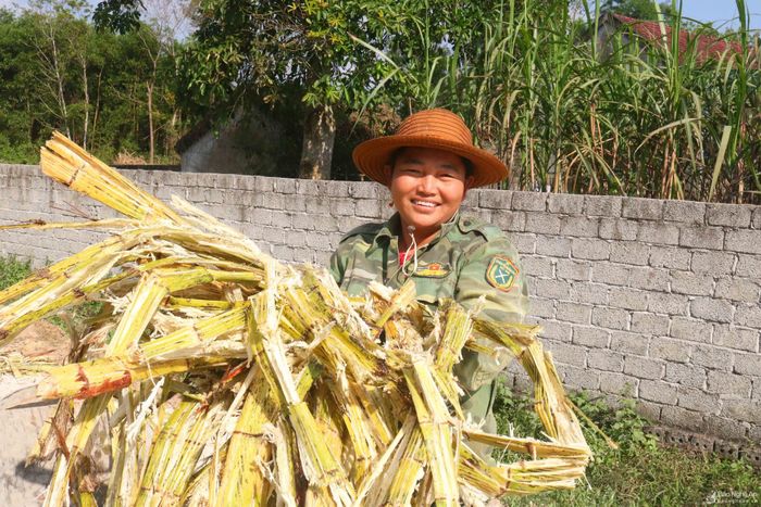 Ông Phạm Hồng Nam – xóm trưởng xóm Nam Tân cho biết, cả xóm có hơn 200 hộ dân, trong đó khoảng 40 hộ còn duy trì nghề trồng mía, nấu mật, hộ ít thì trồng 2 – 3 sào, hộ nhiều thì 5 – 6 sào. Trong ảnh: Người dân địa phương phơi bã mía để nấu mật. Ảnh: Huy Thư