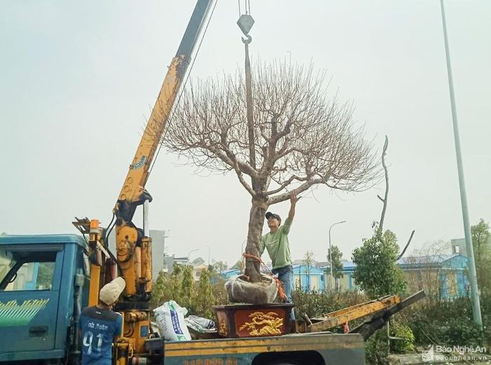 Những ngày cuối năm, làng đào càng trở nên nhộn nhịp khi xe tải lớn, xe tải nhỏ cùng các thương lái khắp nơi đổ về mua đào. Ảnh: Thanh Phúc