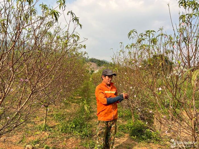 Hoa đào được xem là loài hoa biểu tượng của mùa Xuân. Tết đến, hầu như nhà nào cũng có cành đào chưng Tết. Và cuối năm, làng nghề trồng đào phai truyền thống như: xã Kim Thành (Yên Thành), Nghi Ân, Nghi Liên (TP.Vinh), Nam Xuân, Nam Anh (Nam Đàn)... lại tất bật chăm sóc hoa để cung ứng ra thị trường những cành đào sắc thắm. Ảnh: Thanh Phúc
