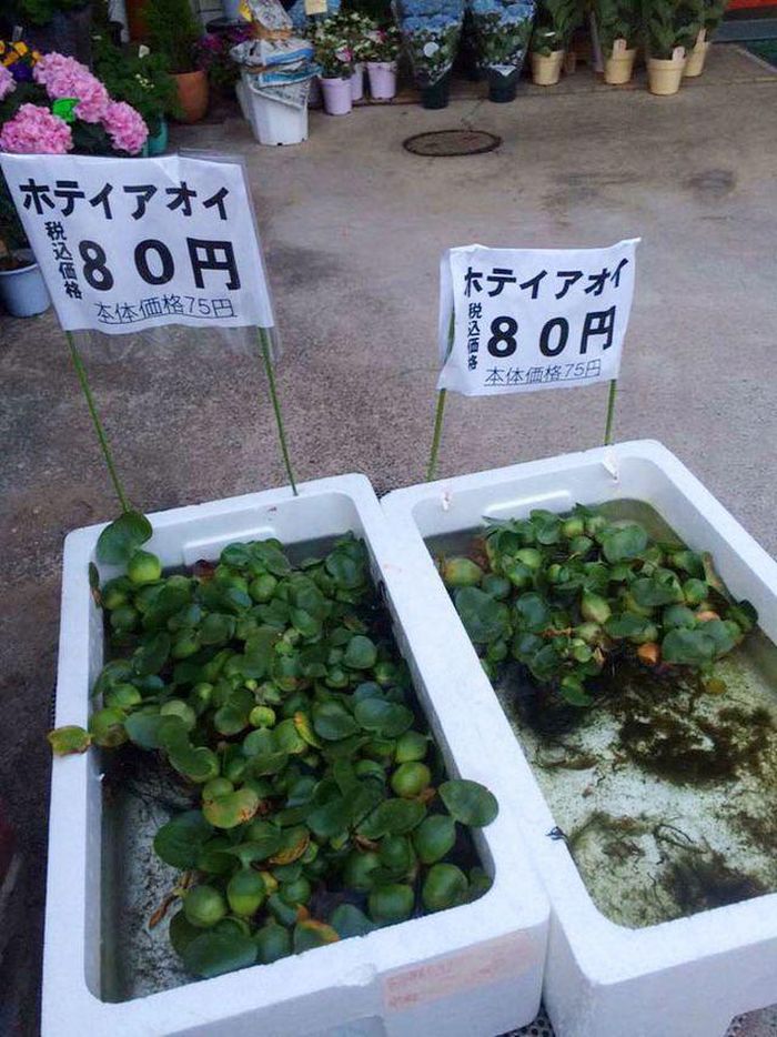 Người Nhật mua bèo tây từ siêu thị để làm gỏi hoặc chữa một số bệnh ngoài da. Ảnh: Facebook