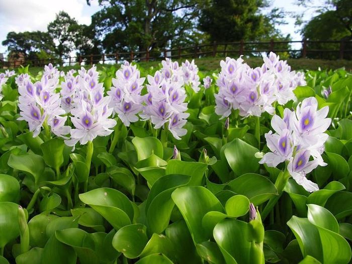 Tại Việt Nam, bèo tây có thể bắt gặp bất cứ vùng ao, hồ nào. Có nơi còn phải chi tiền để vớt và vứt chúng đi, nhưng khi sang Nhật loại cây này lại được bán với giá 16.000/cây. Ảnh: Facebook