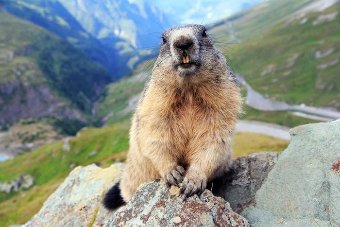 Tên chúng - marmot - bắt nguồn từ “murmunto” trong tiếng Đức, có gốc rễ là “mures montis” trong tiếng Latin, nghĩa là "chuột núi". Ảnh: Kimberstock.