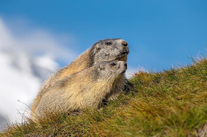 Sóc đất khổng lồ có đến 14 loại, trong đó có loại bụng vàng ở Canada, loại Himalaya, Siberia, đuôi dài (sống tại Trung Á). Tại châu Âu, loại sóc đất khổng lồ Alpine được biết đến rộng rãi nhất. Ảnh: Azanimals.