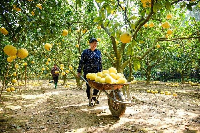 Người dân dùng xe rùa chở những quả bưởi căng mọng vừa được hái xuống khỏi cây.