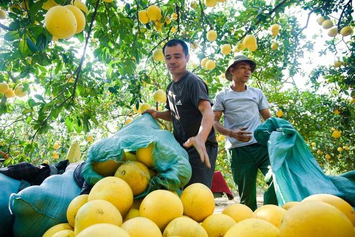 Hiện vườn đã bán ra hơn 1 vạn quả, số còn lại phần nhiều đã có người đặt cho dịp Tết Nguyên đán 2023.