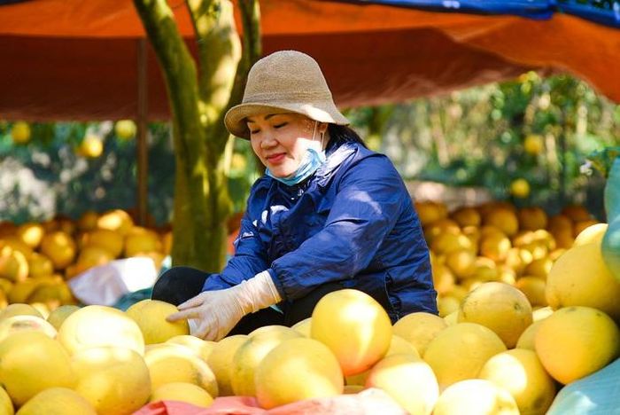 Chị Hoàng Thị Thu, chủ một vườn bưởi tại đây, cho biết: "Vườn chúng tôi cung cấp hai loại bưởi ra thị trường, loại thứ nhất quả ngon được bán với giá 35.000 - 40.000 đồng/quả, còn loại chất lượng thấp giá dao động từ 20.000 - 25.000 đồng/quả".
