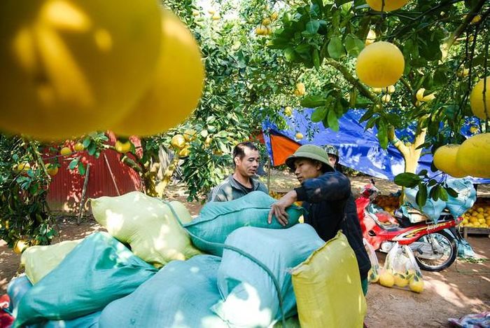 Bưởi thu hoạch đến đâu, khách lẻ và các thương lái đã thu mua đến đó.