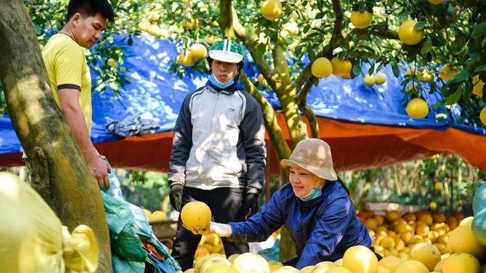 "Một mùa, tiền phân bón, nhân công vào khoảng 600 triệu đồng, chưa kể còn nhiều khoản khác. Một cây tại vườn có thể cho thu hoạch từ 100 - 300 quả. Khách có thể chọn mua tại vườn hoặc mua đứt cây"- anh Dũng (chồng chị Thu) chia sẻ.