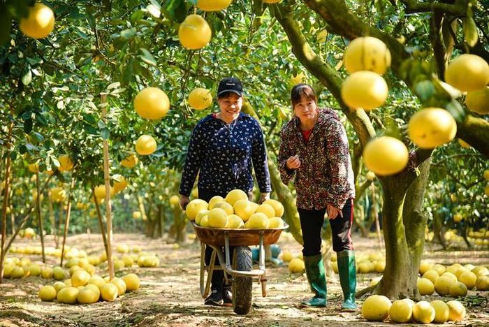 Được biết vườn chị Thu trồng khoảng 2.000 cây. Mỗi cây có thể cho thu hoạch được từ 80 - 300 quả.