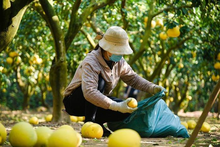 Theo người dân ở đây, công tác thu hoạch đã tất bật từ 1 tháng trở lại đây nhằm phục vụ nhu cầu Tết Nguyên đán 2023.
