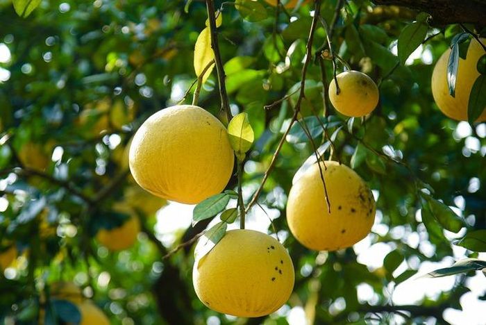 Những cây bưởi sai trĩu quả, da bưởi vàng óng, tỏa mùi thơm thoang thoảng.