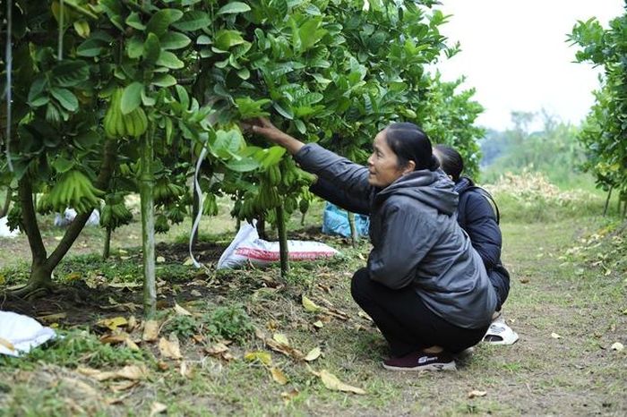 Nên chọn những loại quả phật thủ đầu ngón còn xanh thì chơi sẽ rất bền