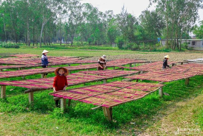 Những ngày này, tại các bãi đất trống, dọc hai bên đường làng nghề hương Tây Lân (Nghi Lộc), người dân tận dụng phơi hương trong những ngày Đông nắng ráo hiếm hoi. Nhiều cơ sở phải thuê thêm công nhân, trả lương theo sản phẩm để có đủ hàng trả khách. Ảnh: Đình Tuyên