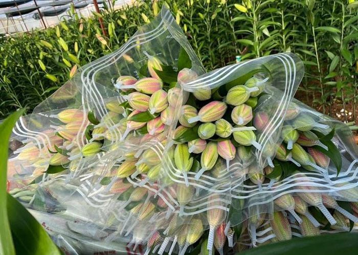 Do nở sớm nên sát Tết hoa ly kép được dự báo sẽ khan hiếm hàng (Ảnh: VH)