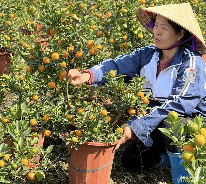 Nhiều nhà vườn đã nhập quất cảnh từ Hà Nội, Hưng Yên về bán. Ảnh: Thanh Phúc