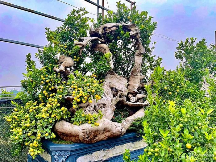 Năm nay, bên cạnh những cây quất cảnh truyền thống dạng quất lùm, quất tháp hay bonsai nhỏ xuất hiện thêm các chậu quất được ghép kỳ công vào gỗ lũa. Giá của mỗi chậu quất này lên đến cả chục triệu đồng. Ảnh: Thanh Phúc