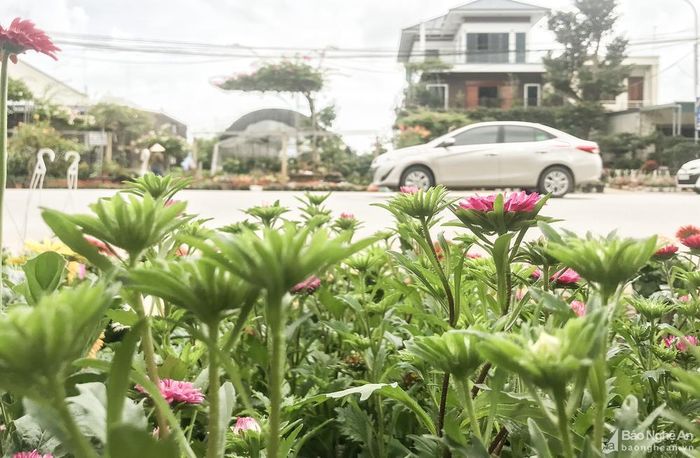Những tuyến phố ngập sắc hoa ở thành phố Vinh. Ảnh: Thanh Phúc