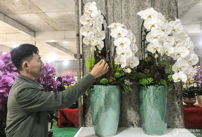 Những cành hoa lan dát vàng có giá rất đắt đỏ. Vì vậy, chủ cửa hàng chỉ nhập về khi có khách đặt. Ảnh: Thanh Phúc