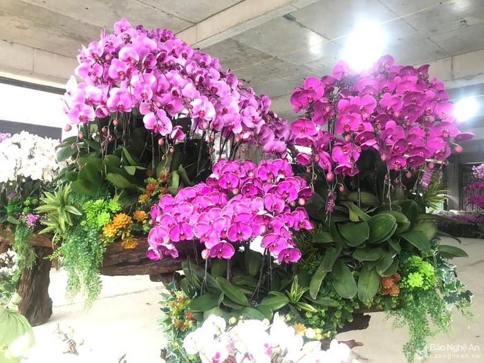Những chậu hồ điệp được kết trong đôn, ang, chậu hay trên gỗ lũa có giá từ vài triệu đến 50 triệu đồng. Ảnh: Thanh Phúc