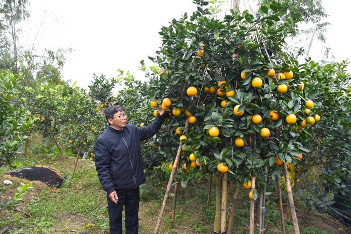 Cây cam được khách trả 35 triệu đồng nhưng chủ vườn chưa đồng ý bán. Ảnh: NK