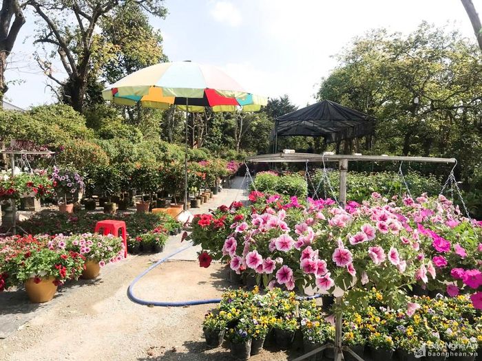 Để chuẩn bị cho Tết Nguyên đán Quý Mão, hiện các nhà vườn ở Vinh đã nhập về đủ loại hoa, cây cảnh phục vụ nhu cầu chơi Tết của người dân. Ảnh: Thanh Phúc