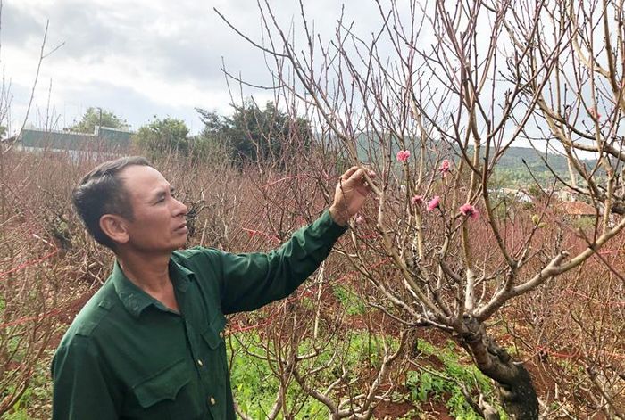Anh Tám đang kiểm tra độ lớn của nụ đào