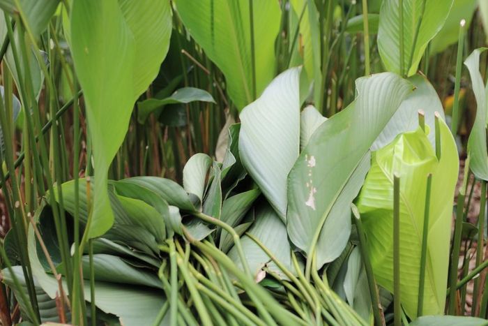 Mỗi ngày, dân làng Tràng Cát cắt khoảng 4000 - 5000 lá dong. Mỗi bó lá dong bán tại vườn có giá 100.000 đồng/100 lá.